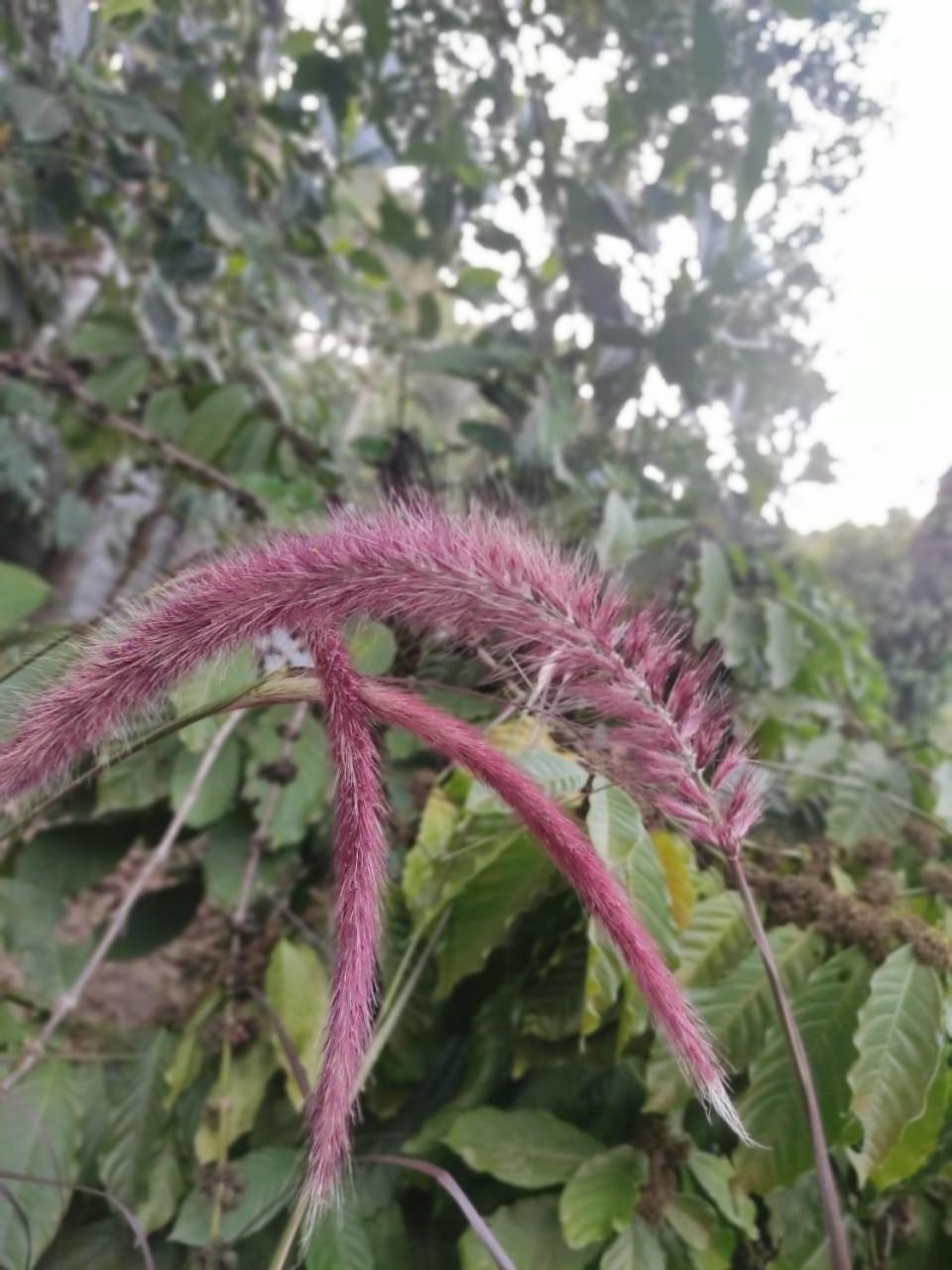 Hotel Misty Rain Estate Madikeri Zewnętrze zdjęcie