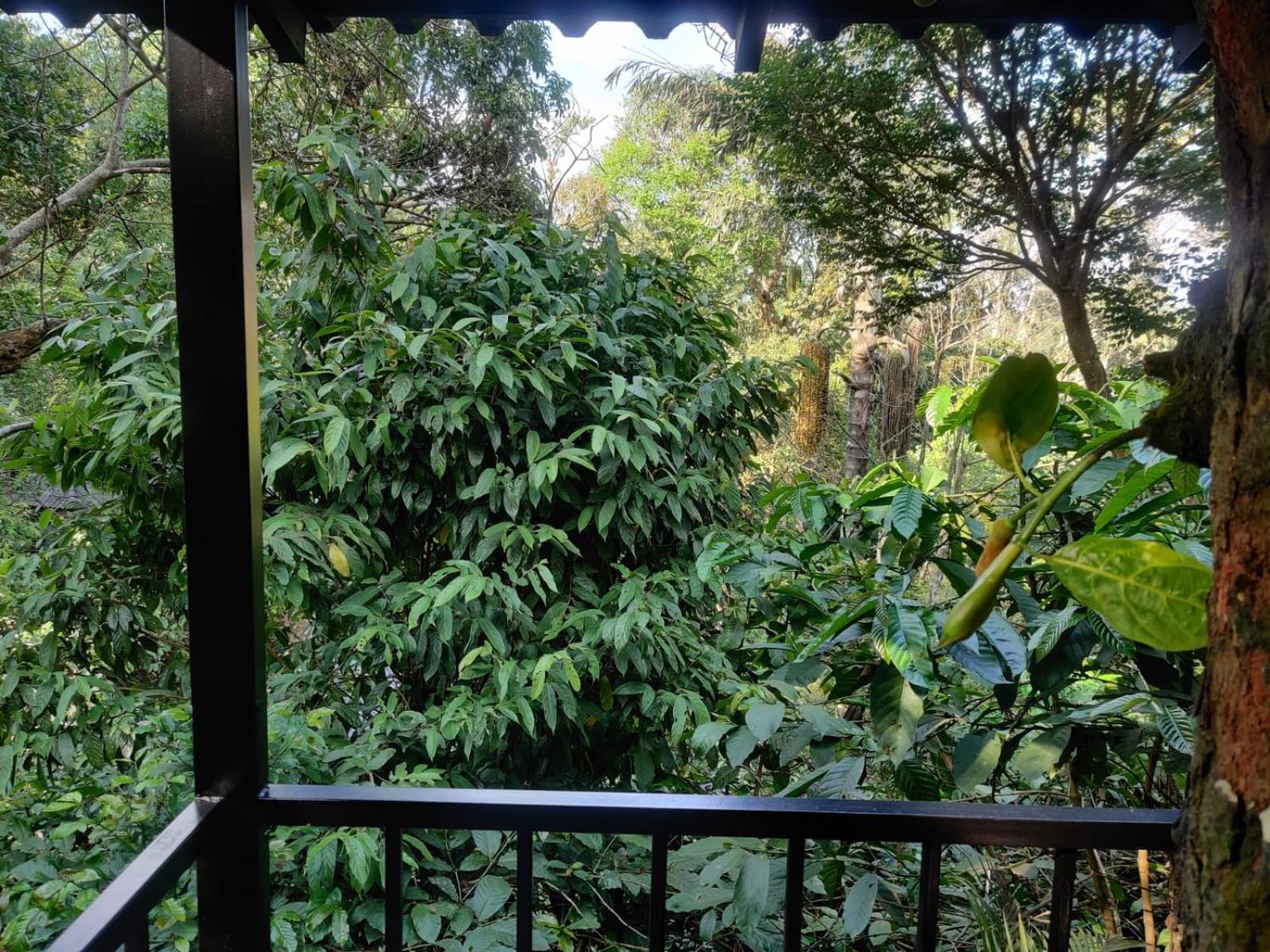 Hotel Misty Rain Estate Madikeri Zewnętrze zdjęcie