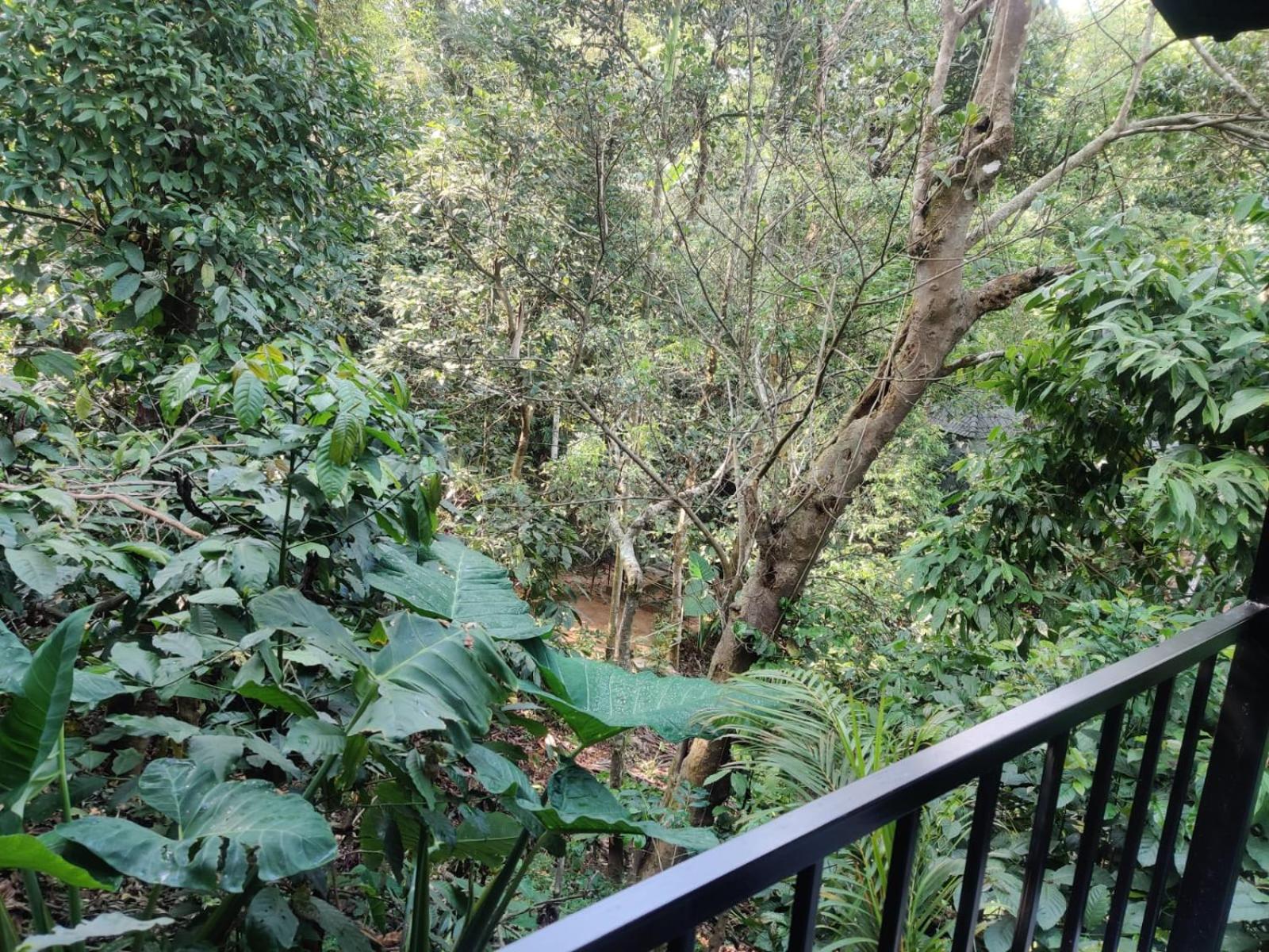 Hotel Misty Rain Estate Madikeri Zewnętrze zdjęcie